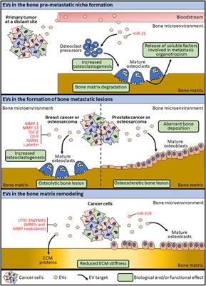 Mutual Modulation Between Extracellular Vesicles and Mechanoenvironment in Bone Tumors